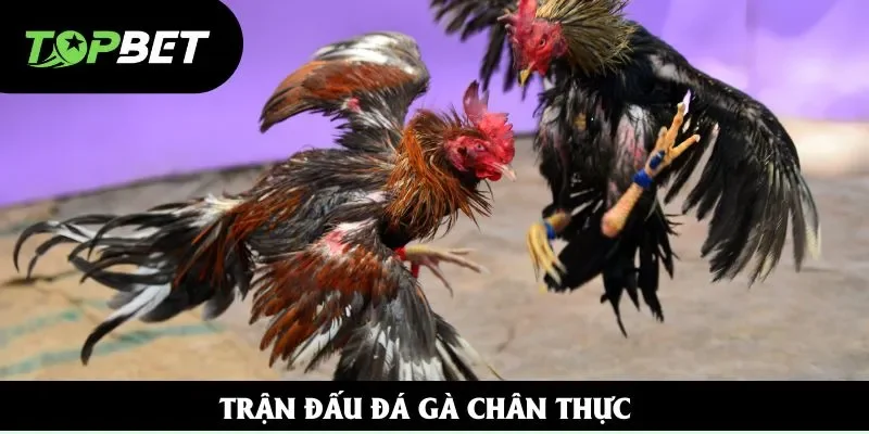 Trận đấu đá gà chân thực Trận đấu đá gà chân thực